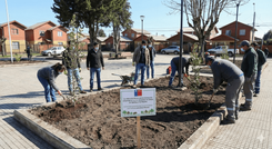 Reforestación Nativa Plaza de Armas